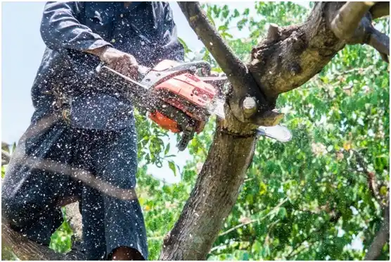 tree services Deer Park